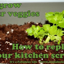 Re-Grow your veggies – How to replant your kitchen scraps: Re-Growing Celery