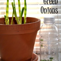 How to Store Green Onions (And an update on our Romaine Lettuce!)