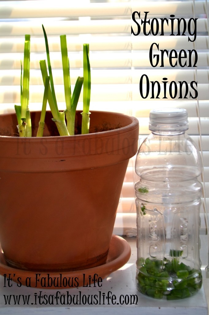 Storing Green Onions