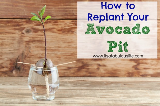 How to Replant Your Avocado Pit - Regrow Your Avocado!  How awesome! 