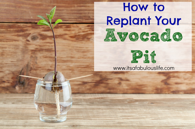 how to replant your avocado pit2