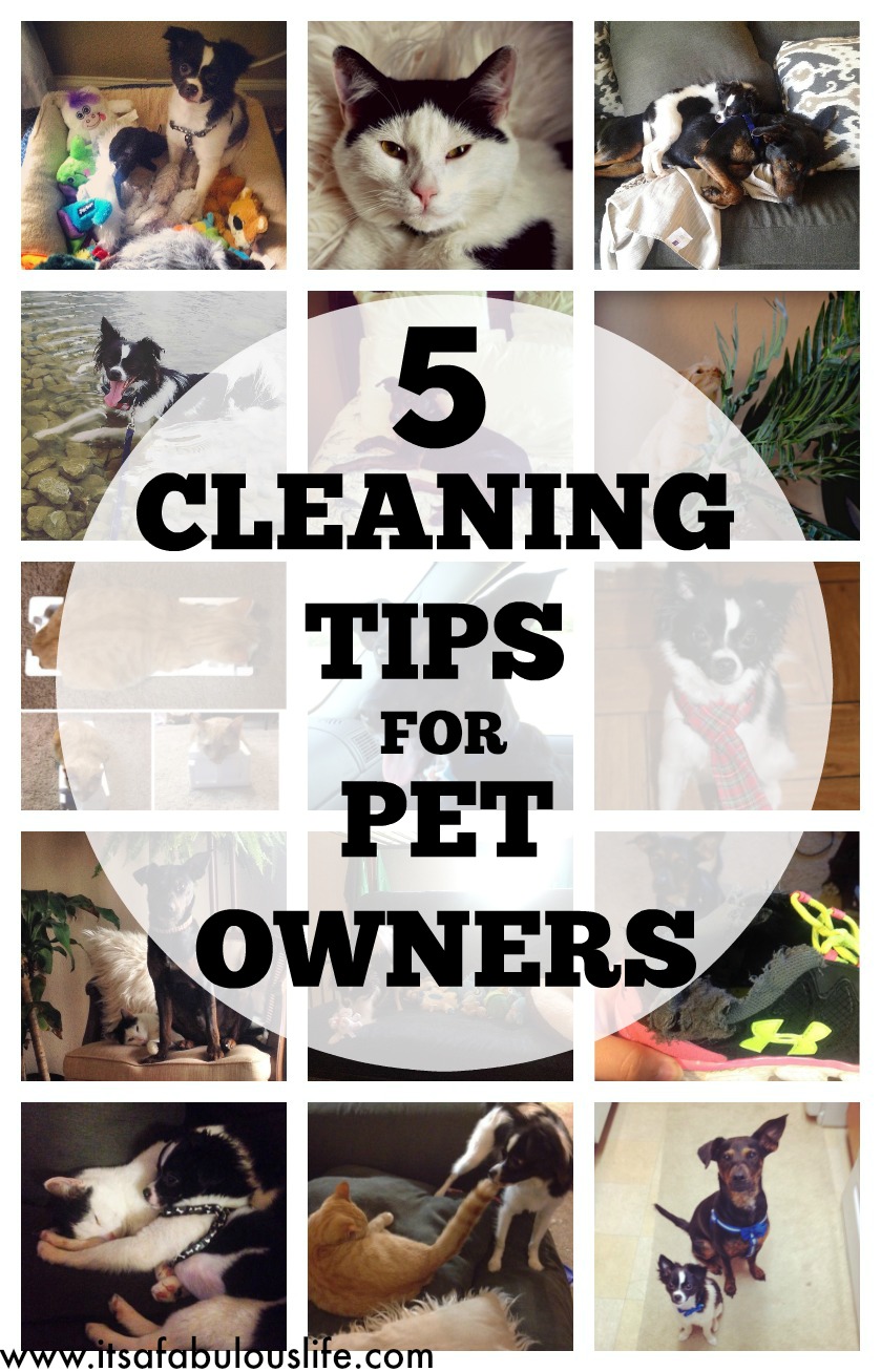 5 cleaning tips for pet owners
